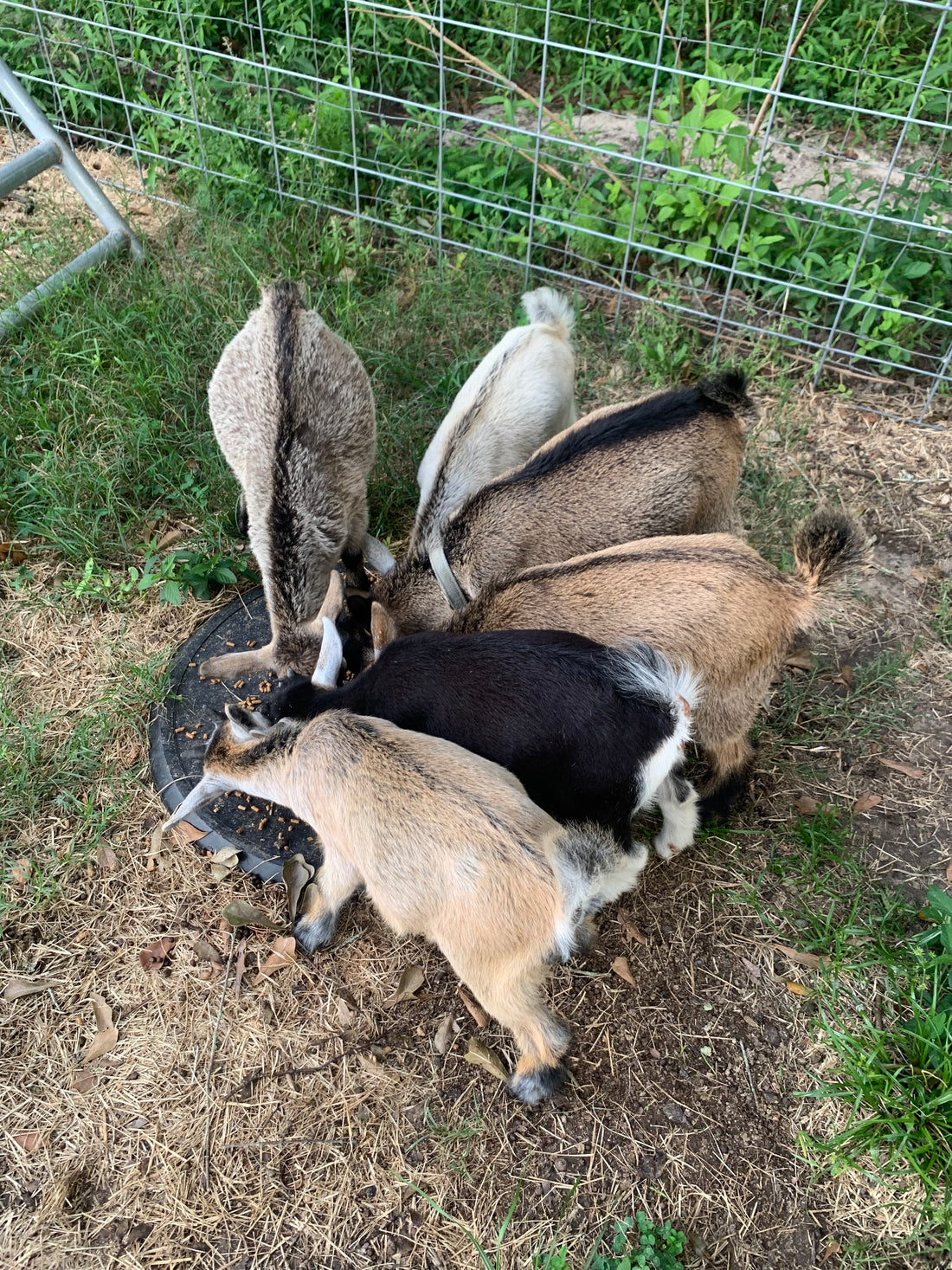 Baby Goats at Feeding Time