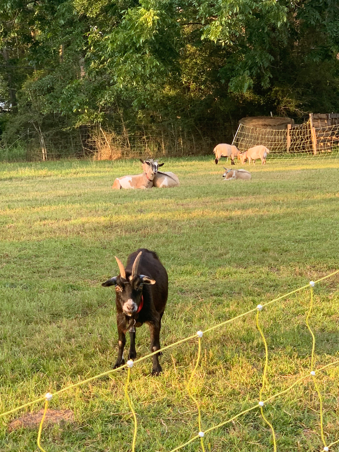 Momma Goats